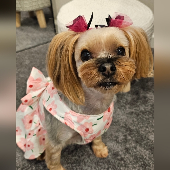 Meet your Posher - Picture 2 of 5